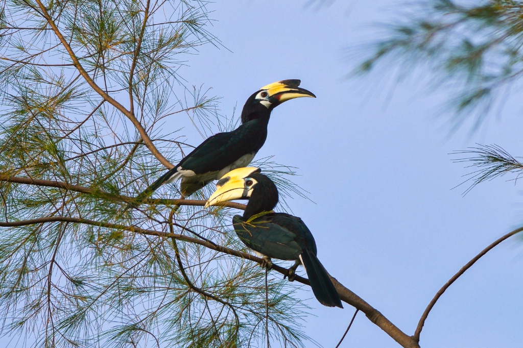 Oriental Pied hornbill pair