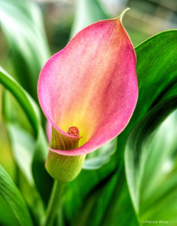 The Beauty of a Calla