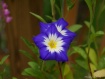 Blue Morning Glor...