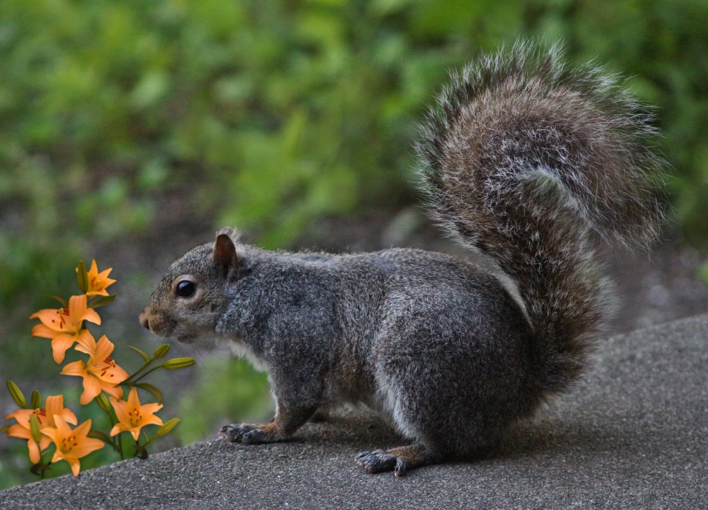 Don't Eat the Flowers - ID: 15389817 © Theresa Marie Jones