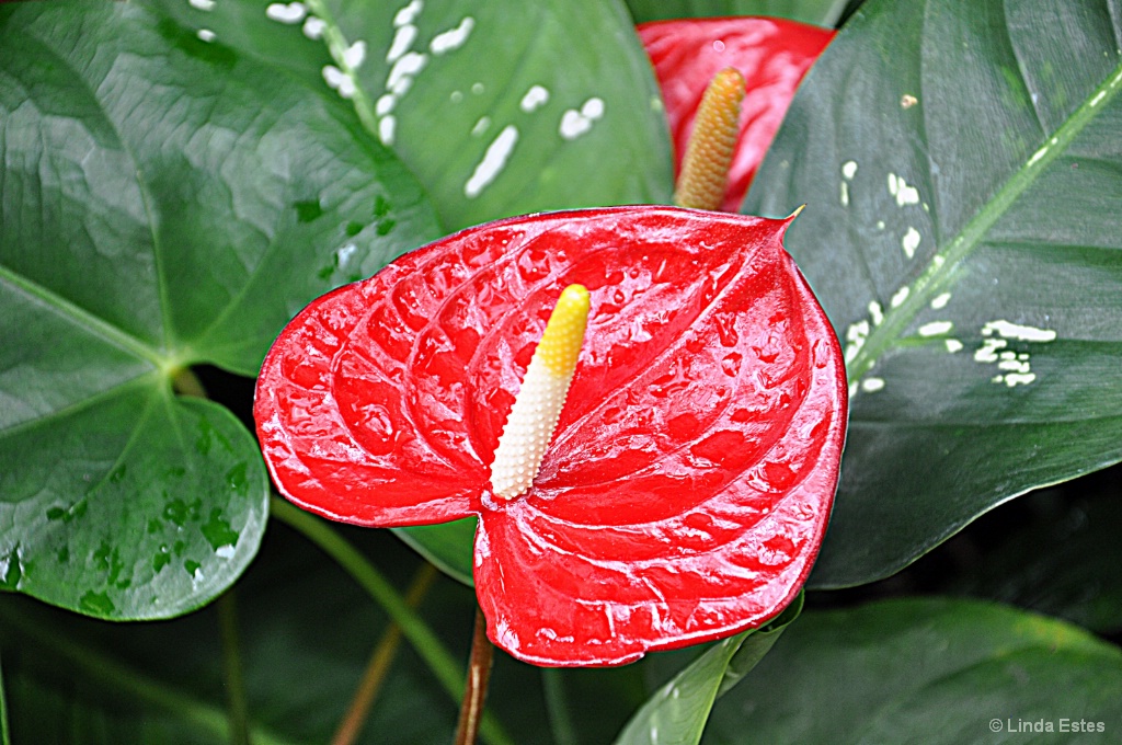 Red Flamingo Lily
