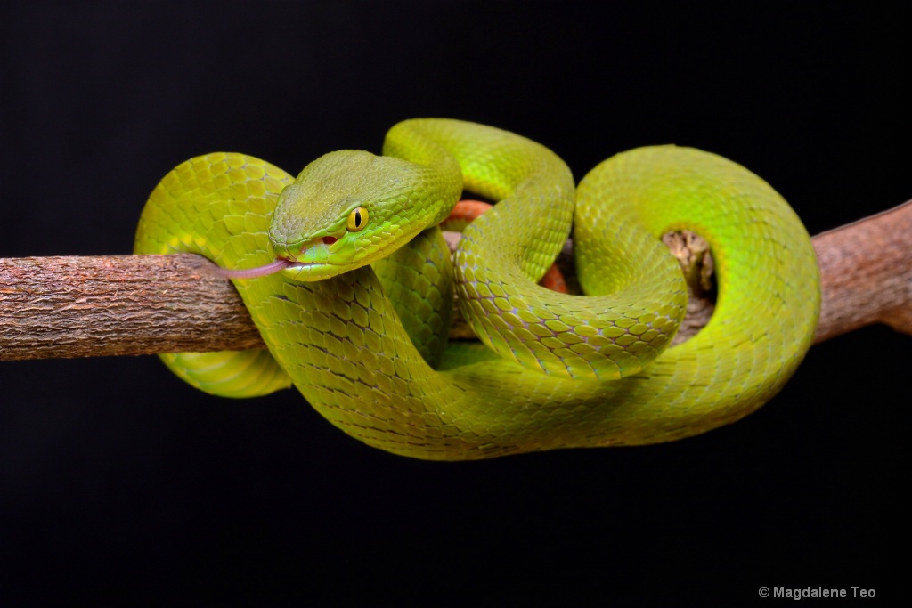 Lovely Green Pit Viper 