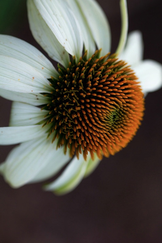 Echinacea (White Swan)