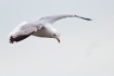 Seagull in flight