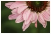 coneflower petals