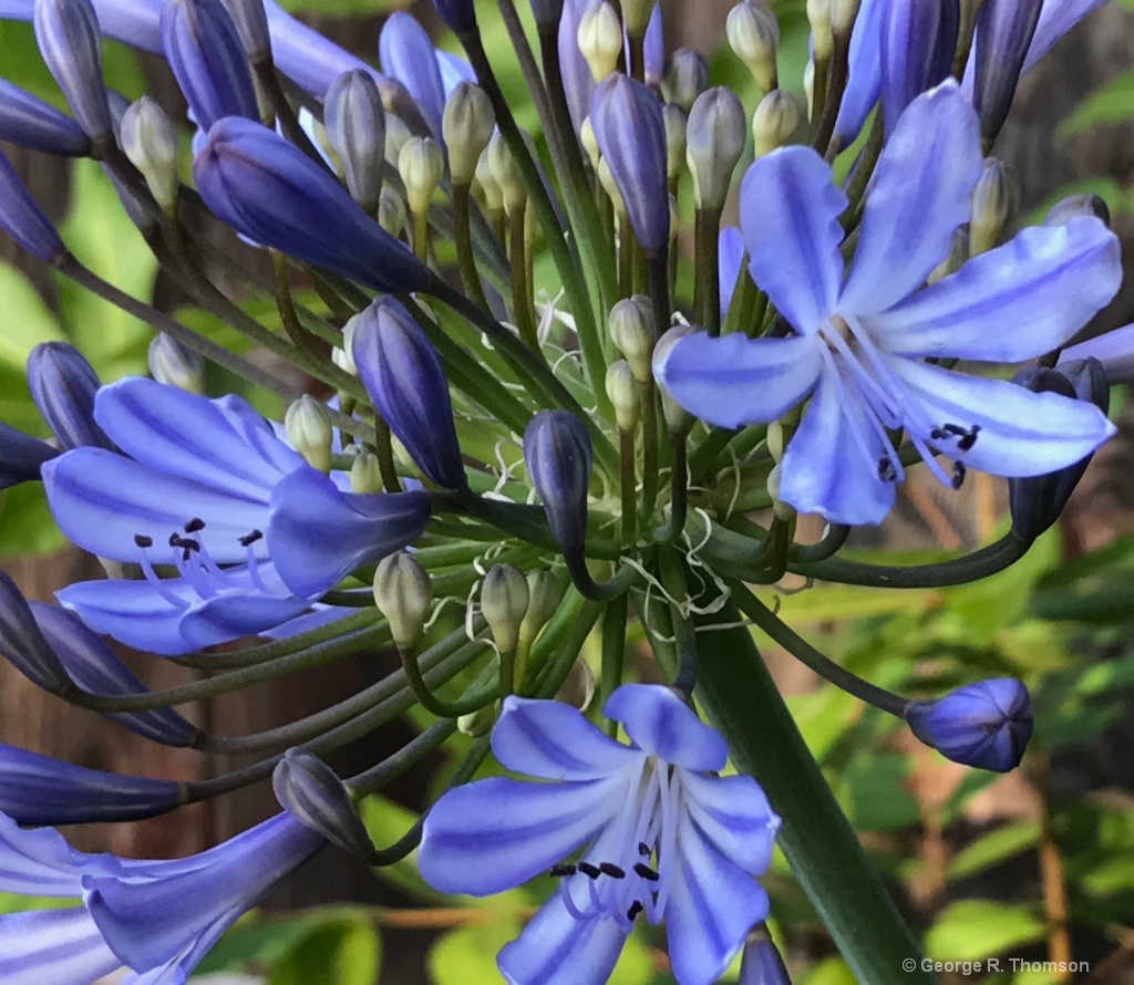 Dusk Blue - Close-up