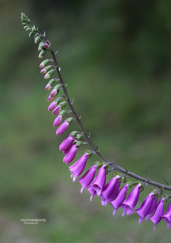 Purple Foxglove