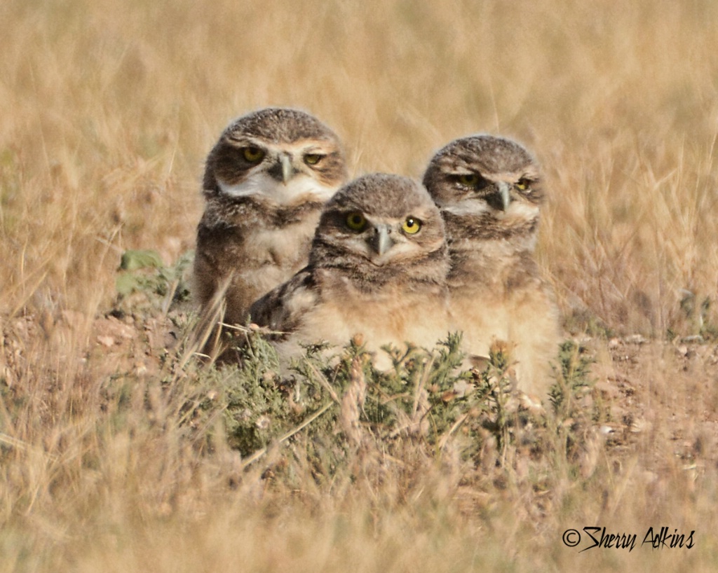 Young Burrowing Owls 2