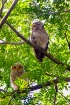 Spotted wood owls