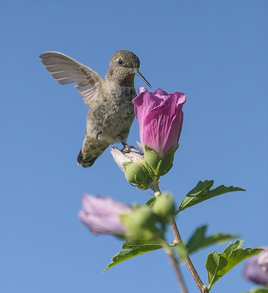 Hummers Return