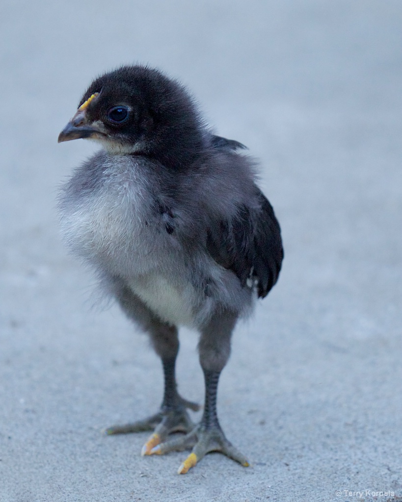 10 Day Old Chick - ID: 15397113 © Terry Korpela