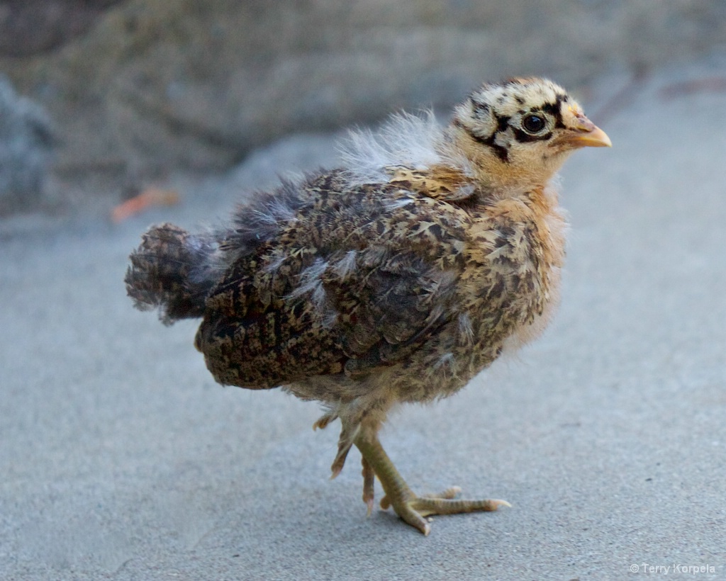 10 Day Old Chick - ID: 15398956 © Terry Korpela