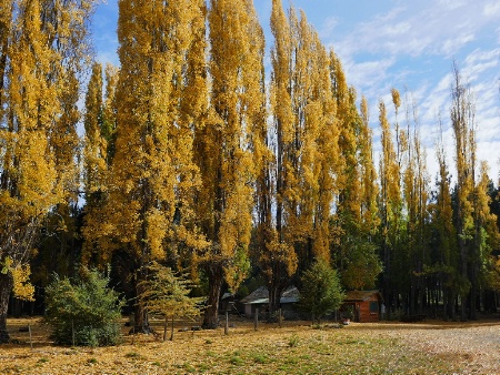 Rural settlement with poplars