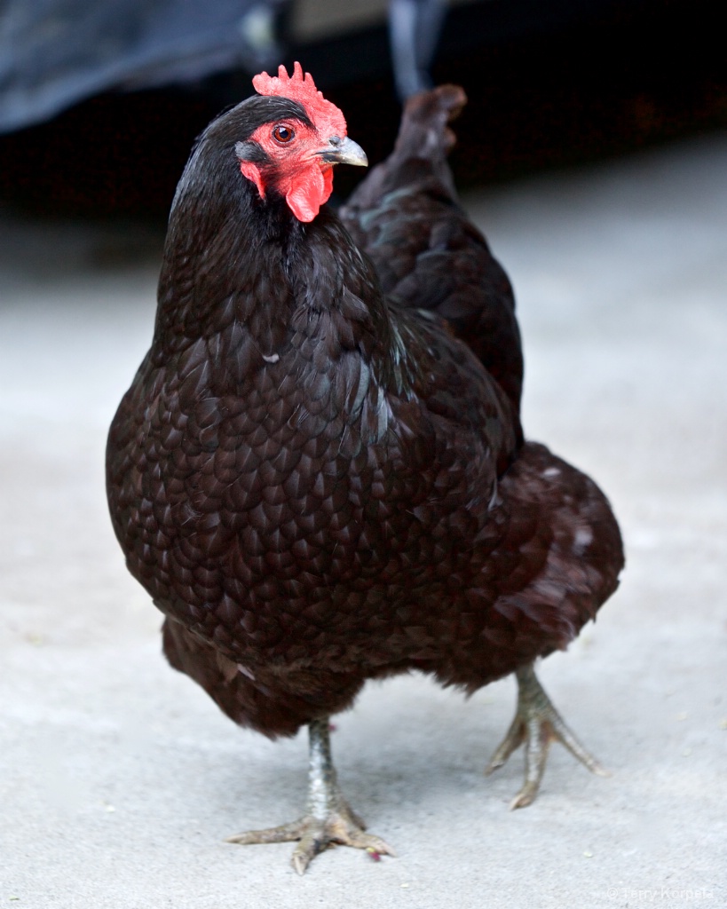 Happy Chicken - ID: 15412738 © Terry Korpela