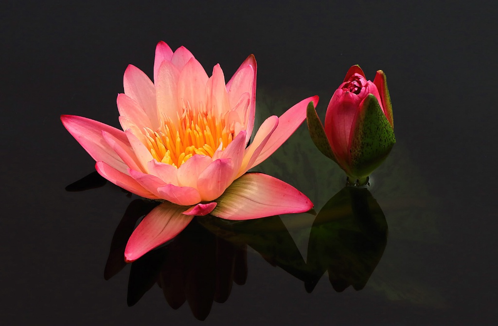 Waterlily and Bud