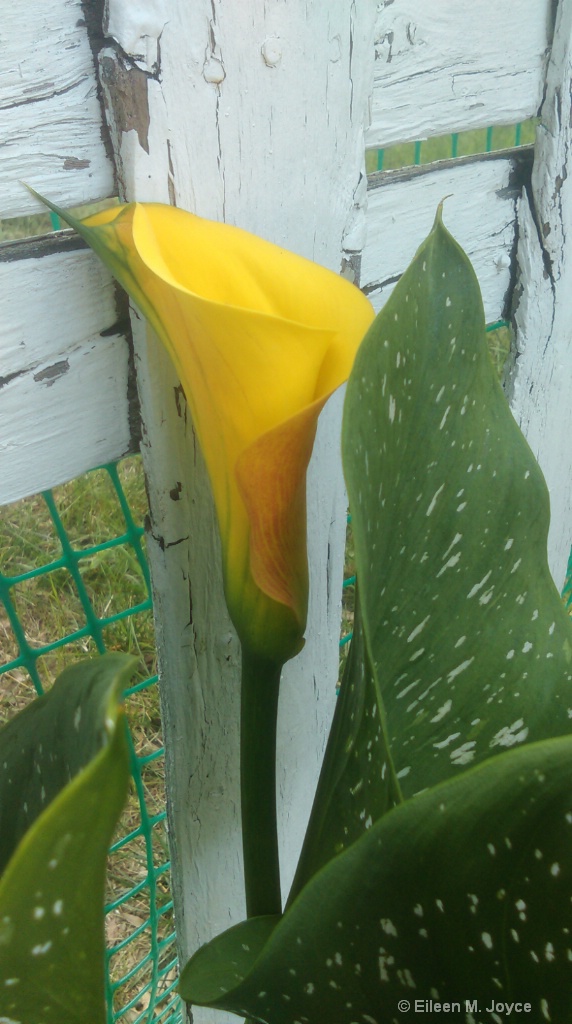Calla Lilies and white picket fence