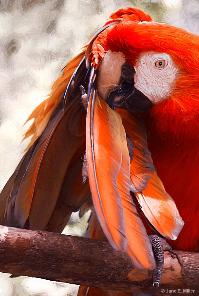 Scratching Parrot