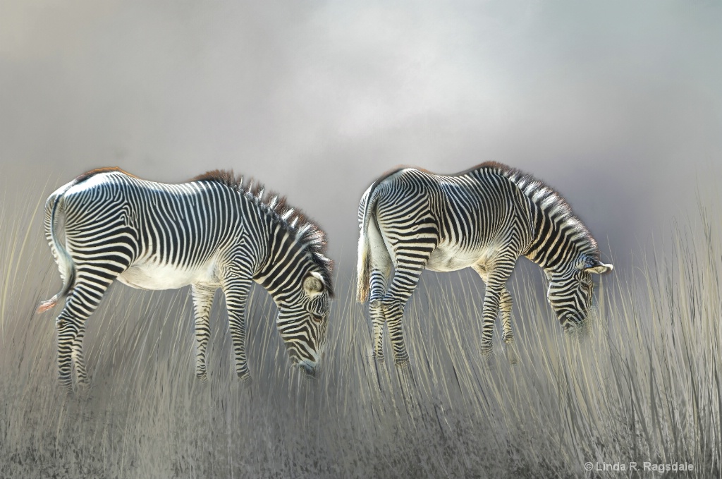 Grazing Zebras