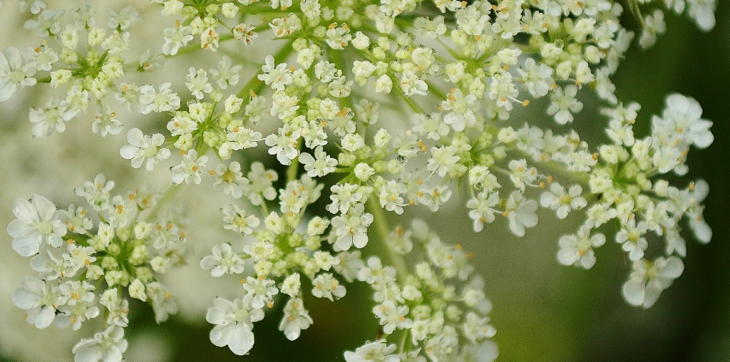 queen anne's lace 2