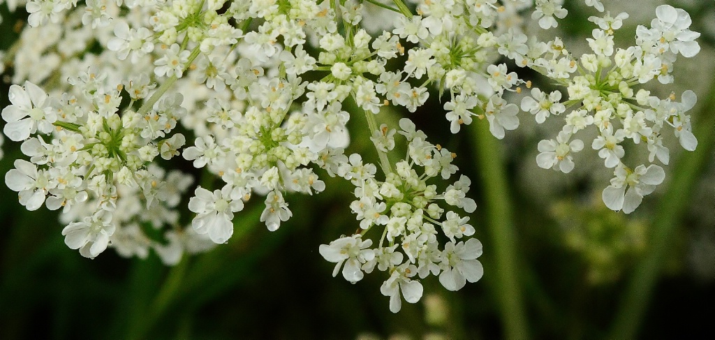 queen anne's lace 3