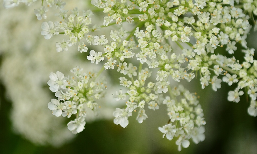 queen anne's lace 4