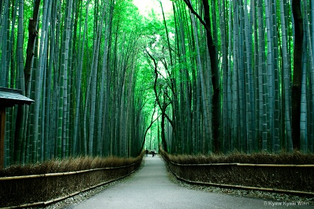 The Green Garden in Kyoto