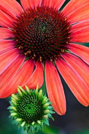 Julia Coneflower and Bud