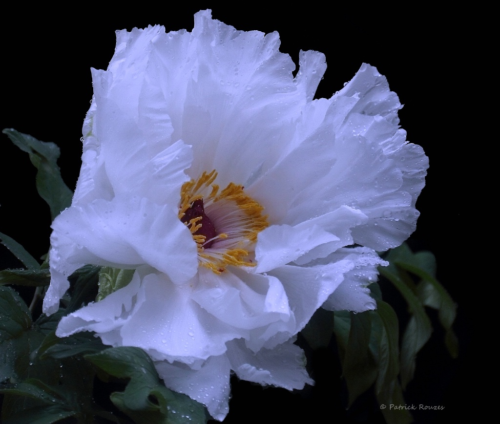 Blooming Peony