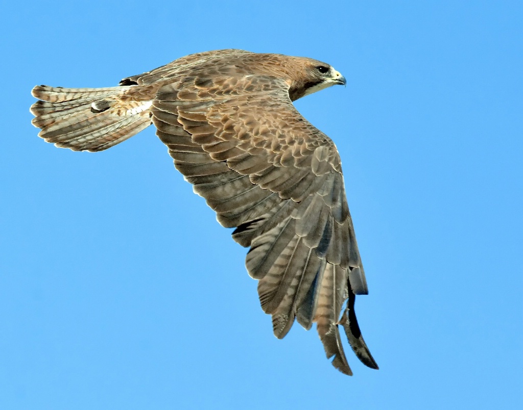 The Swainson's Hawk