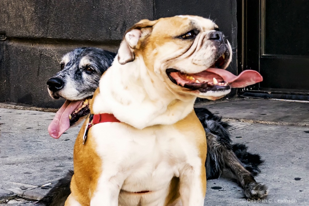 Waiting Outside Starbucks - ID: 15420974 © Deborah C. Lewinson