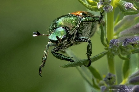 Japanese Beatle