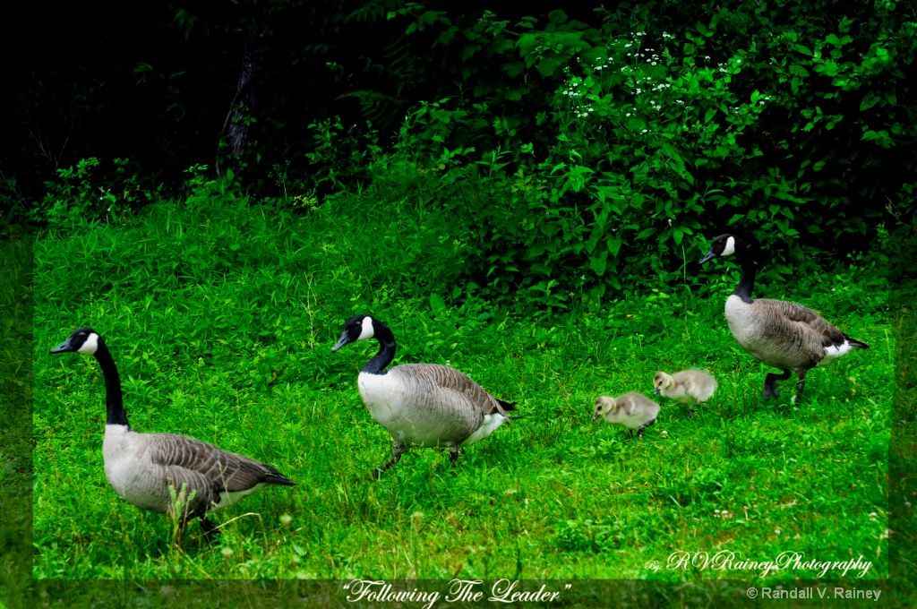 Following the leader . . .