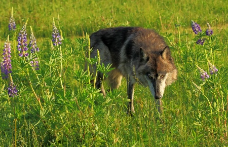 Wolf in Lupines