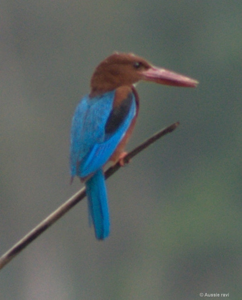 White-breasted kingfisher  Halcyon smyrnensis 