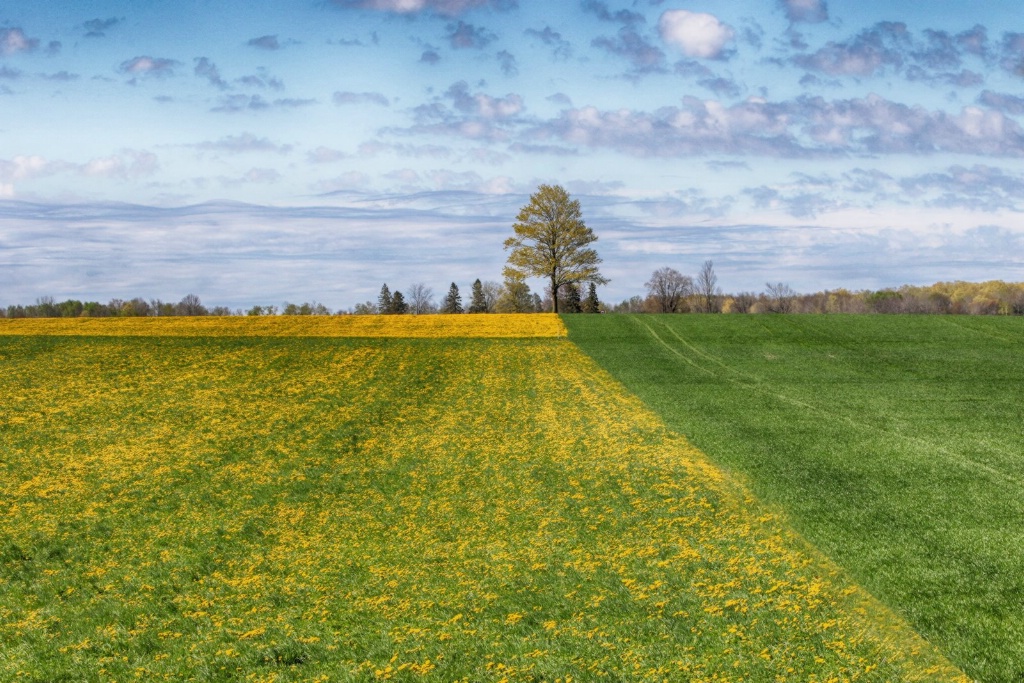 Field Divided