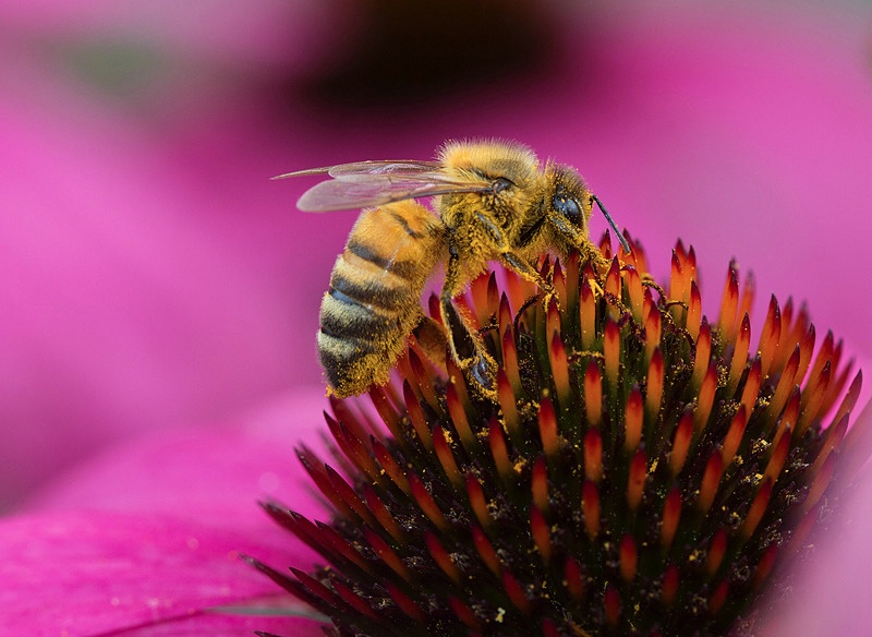 Collecting Pollen Any Way I Can