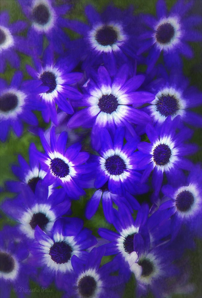 Cineraria