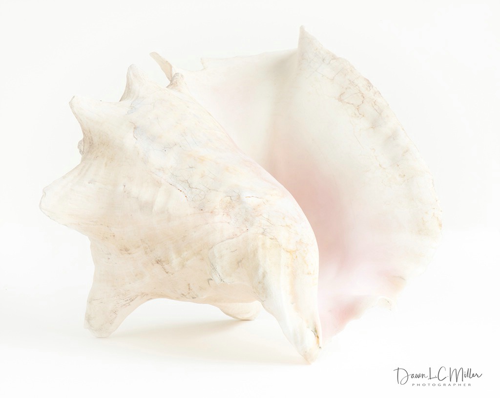 Shell - ID: 15421628 © Dawn Miller