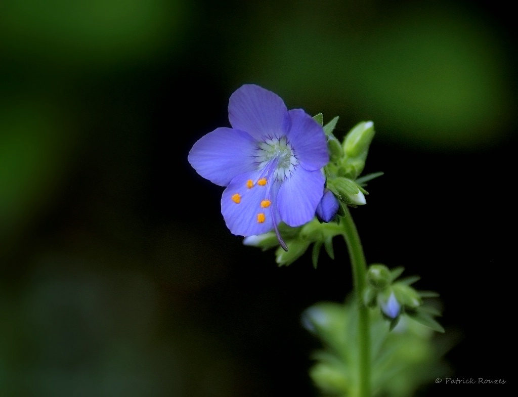 Purple Flower