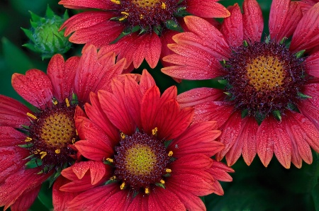 Red Indian Blanket Flowers