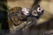 Squirrel Monkey M...