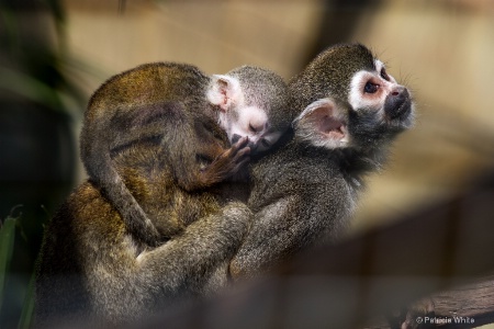Squirrel Monkey Mama and Baby