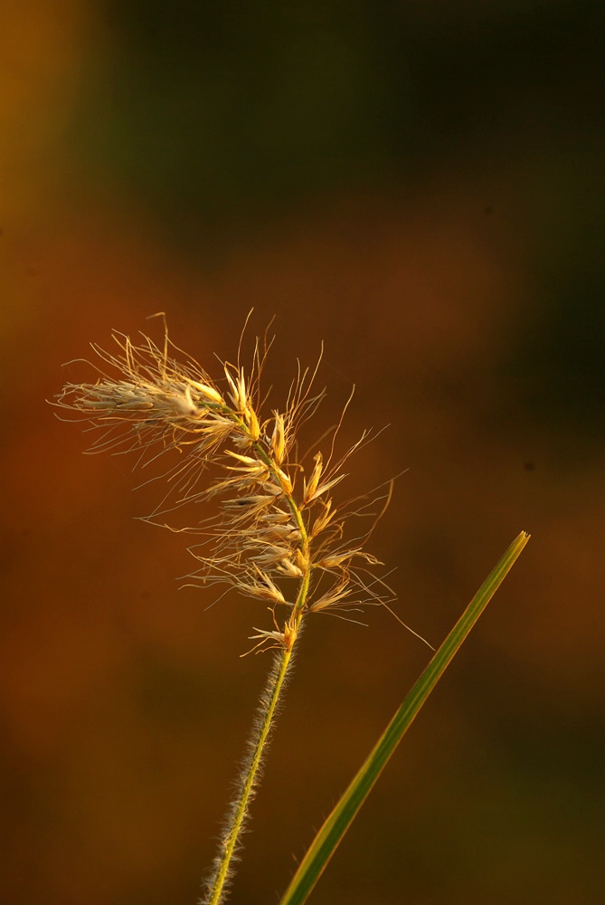 Golden Glow