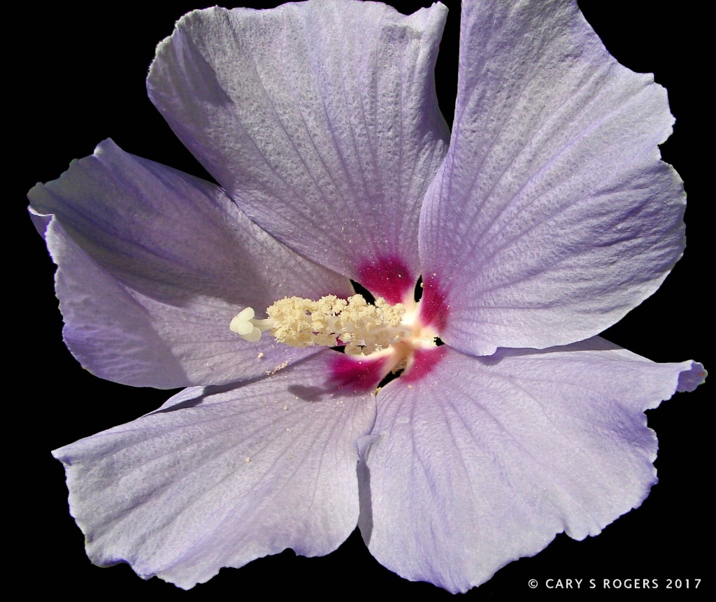 Lavender Hibiscus with Pollen