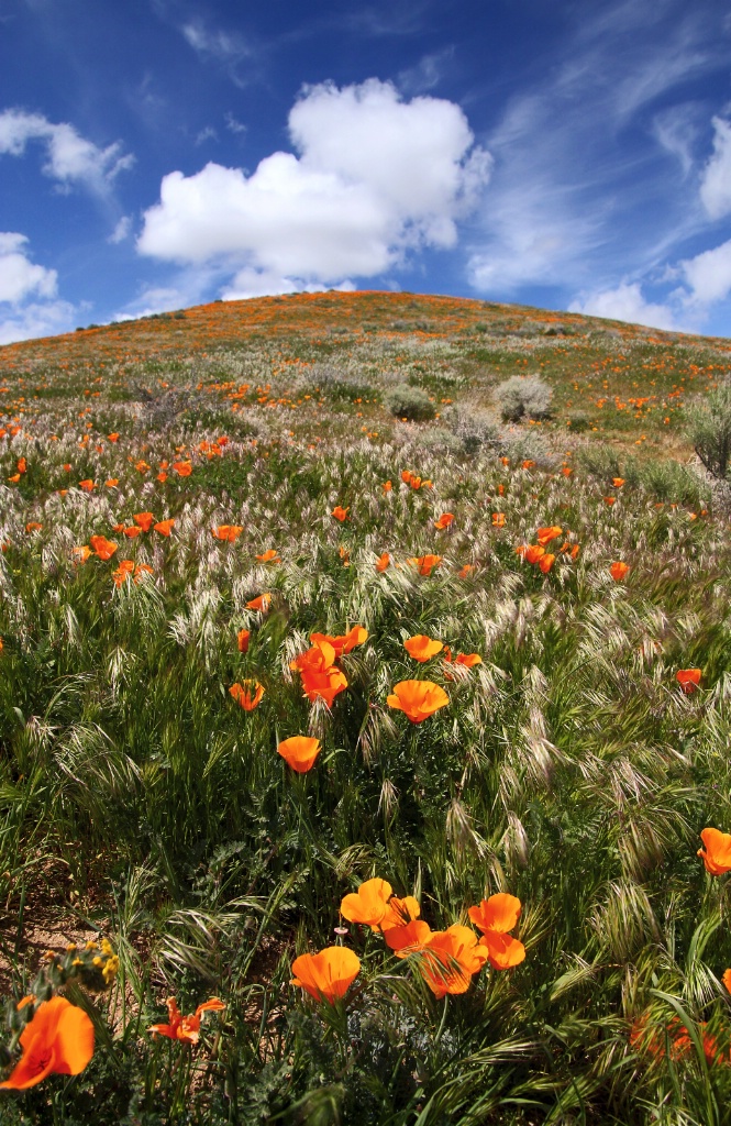 Poppies