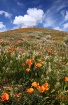 Poppies