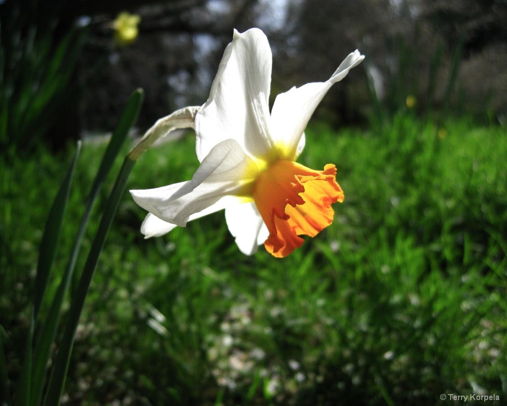 Daffodil - ID: 15422424 © Terry Korpela