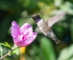 Showing Colors