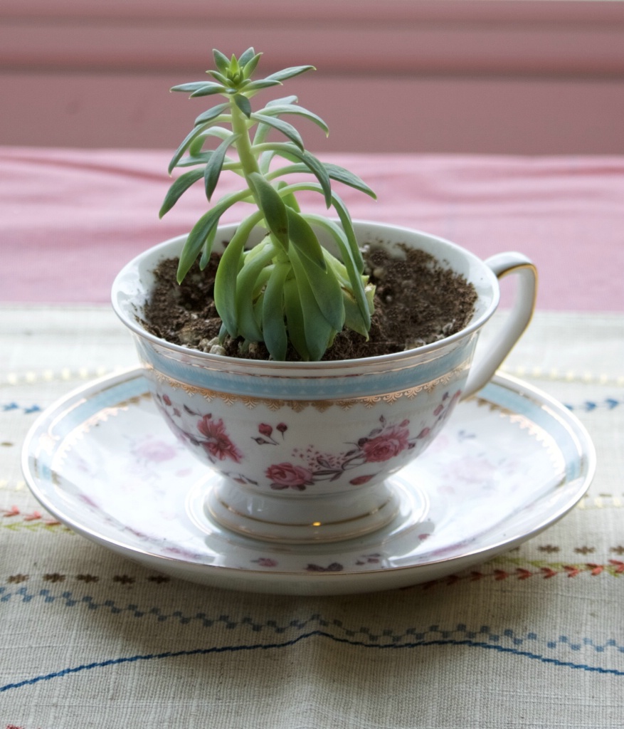 Succulent in Teacup