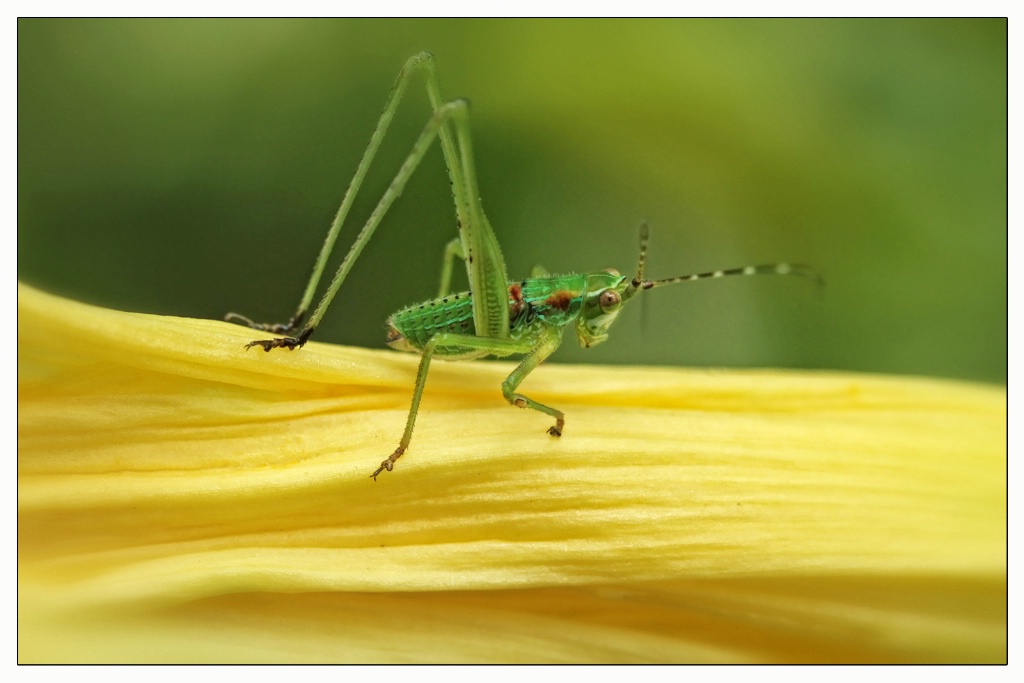 katydid nymph